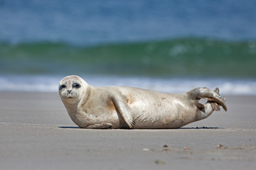 harbor seal,harbour seal, phoca vitulina,  common seal © prochym