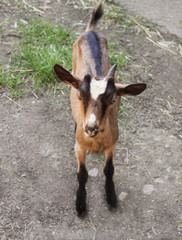 Young goats in nature