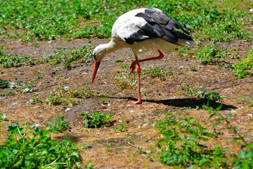 a white stork looks for food