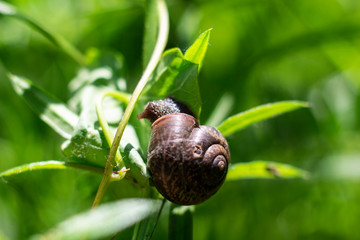 Summer Summertime Wildlife Animal Green Flower