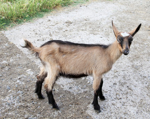 Young goats with sharp view and raised ears