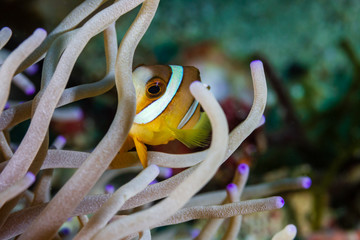 Banded Clownfish in their host anemone on a tropical coral reef in Asia