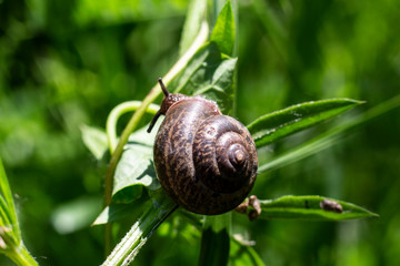 Summer Summertime Wildlife Animal Green Flower