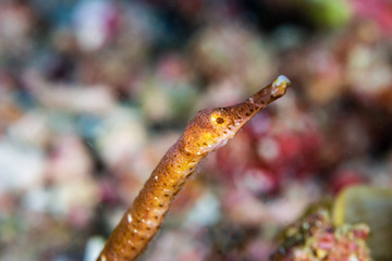 Closeup of a Pipefish Underwater on a Coral Reef