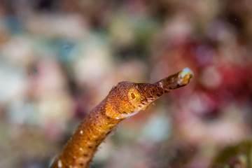 Obraz na płótnie Canvas Closeup of a Pipefish Underwater on a Coral Reef