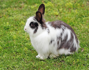 Cute rabbit squat in the green grass