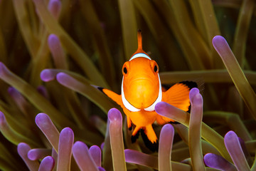 Cute Common Clownfish in the Tentacles of its Host Anemone on a Tropical Coral Reef
