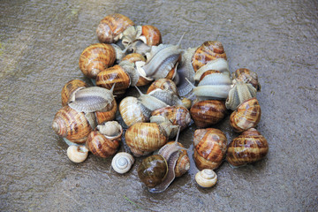 Group of many seven snails on a wet concrete