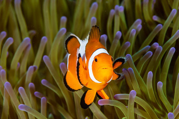 Cute Common Clownfish in the Tentacles of its Host Anemone on a Tropical Coral Reef