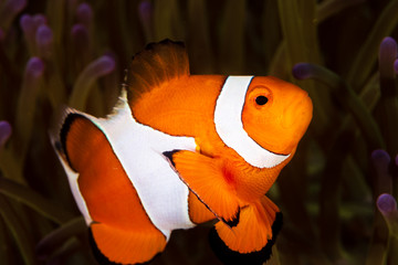 Cute Common Clownfish in the Tentacles of its Host Anemone on a Tropical Coral Reef