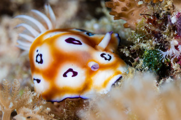 Colorful Nudibranch on a Tropical Coral Reef