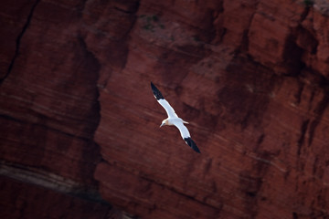 northern gannet, morus bassanus, Helgoland, Dune island