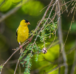 Goldfinch