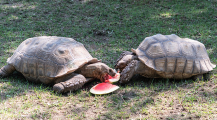 Tortoises eating watermelon