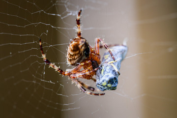 spider catching dinner