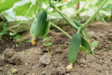 Ripe cucumbers growing and blooming in small country greenhouse. Harvesting of vegetables. Fresh healthy organic food.