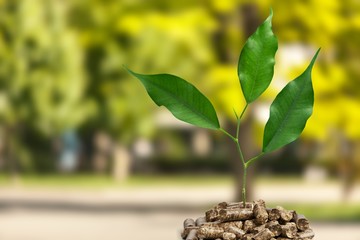 Growing plant tree  on background