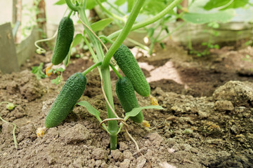 Ripe cucumbers growing and blooming in small country greenhouse. Harvesting of vegetables. Fresh healthy organic food.