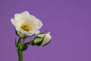 Single white rose and a rosebud, isolated on purple color background with copy spaace for text