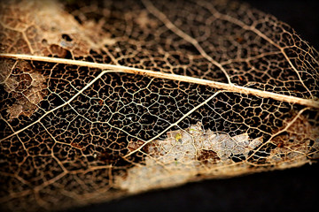 leaf decay