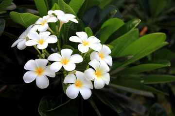 Frangipani flowers Close up beautiful Plumeria. White Plumeria on the green grass on the morning.