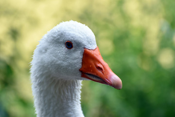 Testa di anatra bianca
