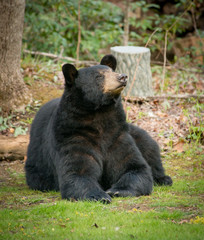 Huge black bear sitting on the grass looking up at a home near Asheville, North Carolina.