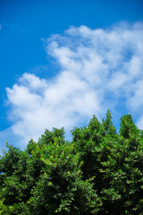Fototapeta na wymiar Green tree and white clouds in the sky