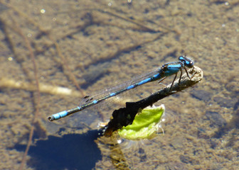 blue dragonfly floating on twig 