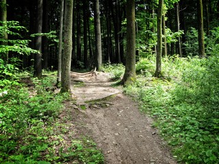 Forest path