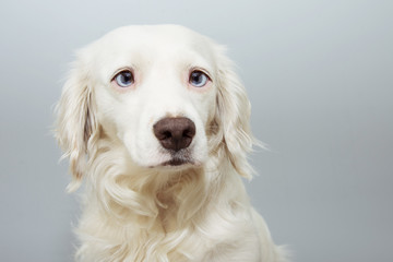 Portrait cute puppy dog with blue eyes, isolated on gray colored background.