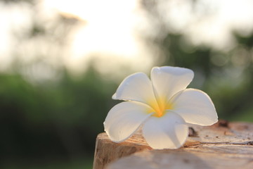 Frangipani flowers Close up beautiful Plumeria. White Plumeria on the wooden on the morning.