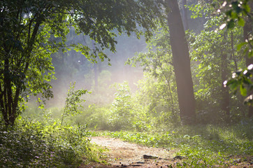 Unfocused forest summer landscape, blurred background, magic lights