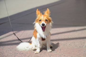 Smile dog alone on a street