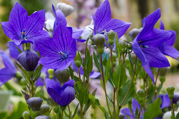 Flowers blue bell, bellflower, сampanula, close-up. Flowering blue and white platycodon in the garden