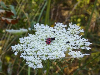 A flower in the Italian Alps in Val di Susa, near the village of 