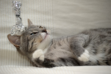 Gray adult mongrel cat lies