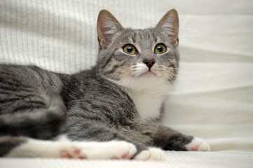 Gray adult mongrel cat lies