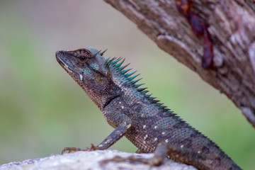 Obraz premium Lizards on rocks