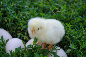 Chick on eggs
