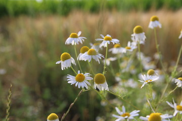 Weiße Kamillenblüten vor einem Gerstenfeld 