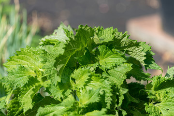 Green Shiso leaf, Perilla frutescens var. crispa