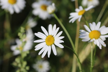 Weiße Kamillenblüten vor einem Gerstenfeld 
