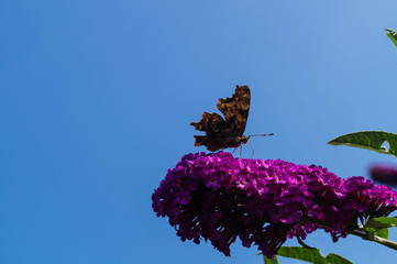 Buddleja davidii