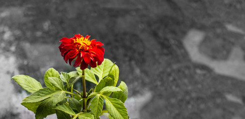Bright flower on a gray background.