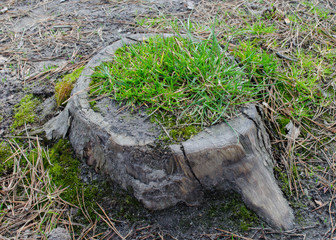 The stump of a sawn tree is restored. Stump overgrown with grass. The concept of the revival of nature.
