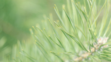 Green pine needles on a blurry soft background