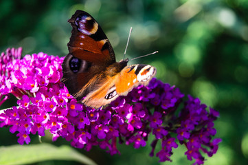 Buddleja davidii