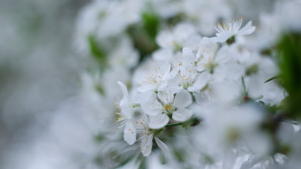 Cherry blossoms. Cherry blossom branch on a softly blurred background