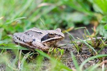 Brown toad in the green grass. Macro photo.